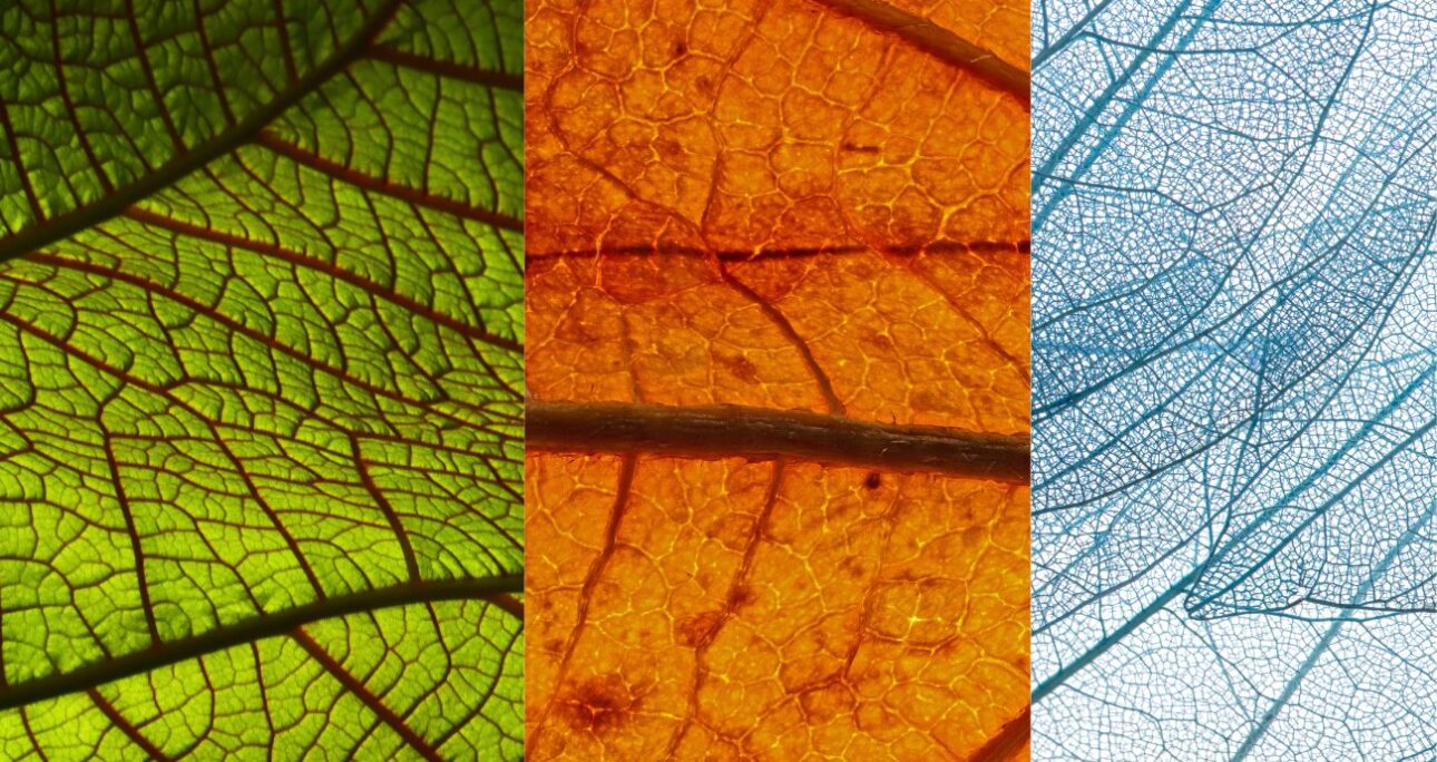 Vasegonia Rizomática