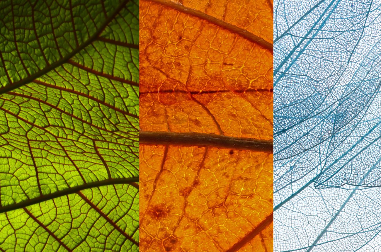 Vasegonia Rizomática