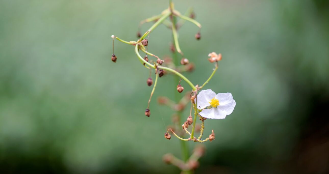 Interpretar é dar forma ao que emerge