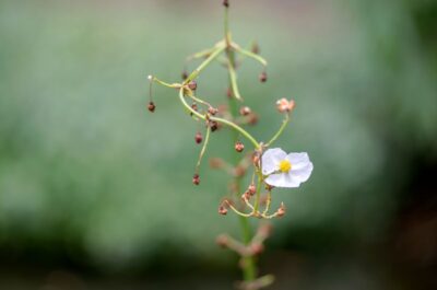 Interpretar é dar forma ao que emerge